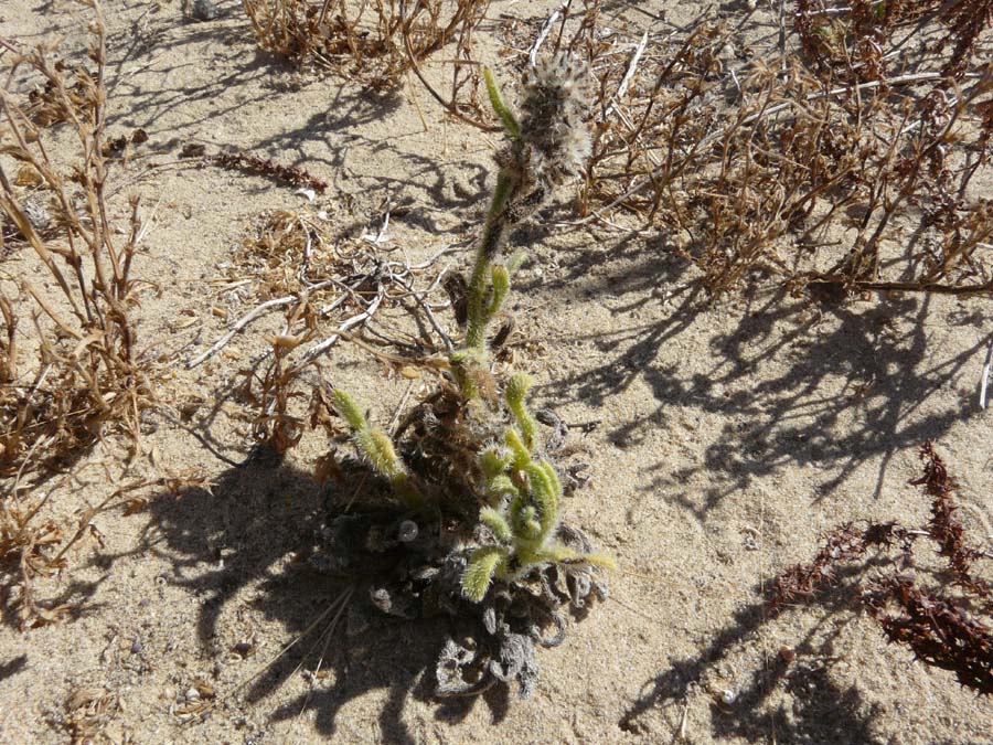 Hormuzakia aggregata (=Anchusa aggregata)/Buglossa siciliana